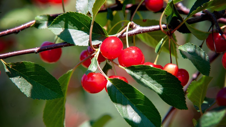 Sour cherries grow on a tree.