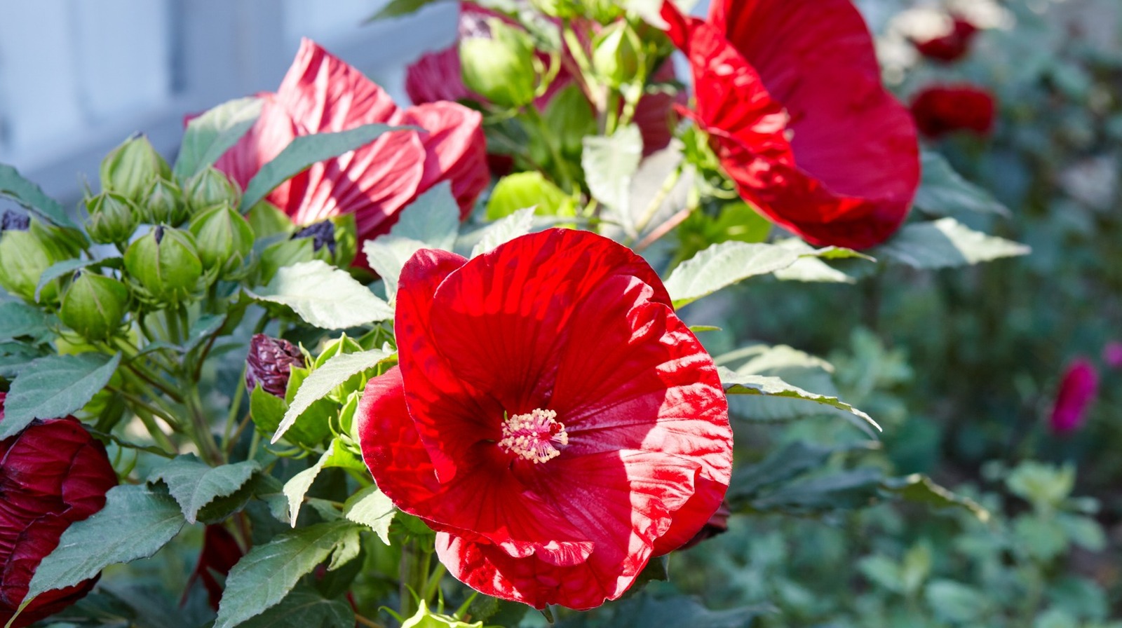 Hibiscus store in winter