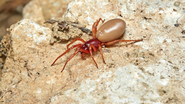 closeup of woodlouse spider