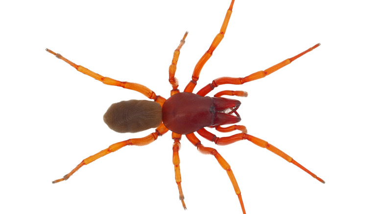 woodlouse spider on white background