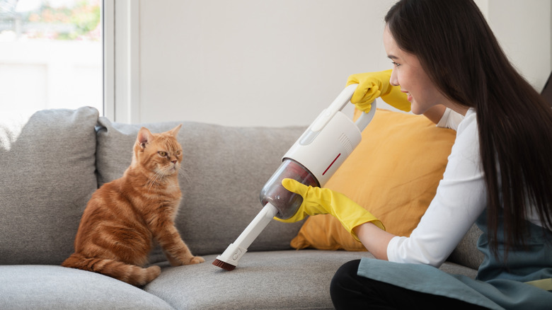 Someone vacuuming couch while an orange cat sits on it