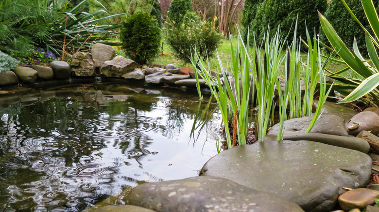 Tranquil garden pond