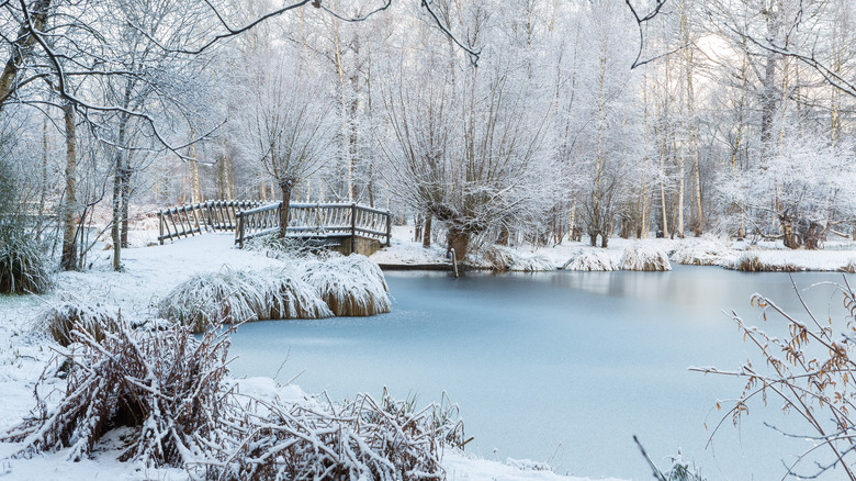 pond and forest in winter