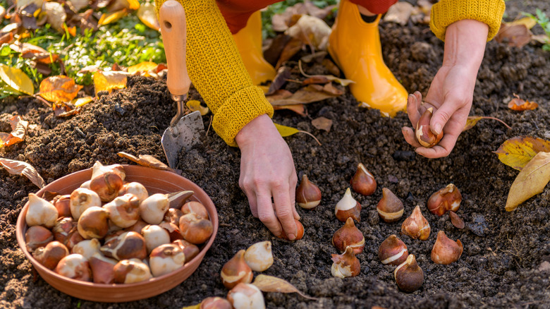 A person is placing flower bulbs upright in the soil