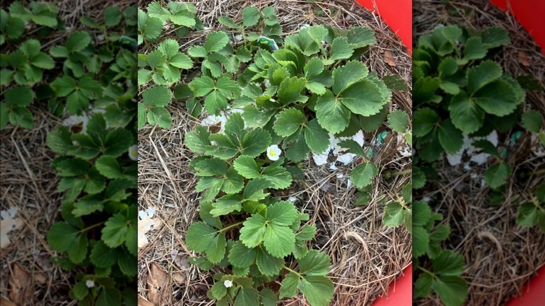 Strawberry plants mulched with pine needles