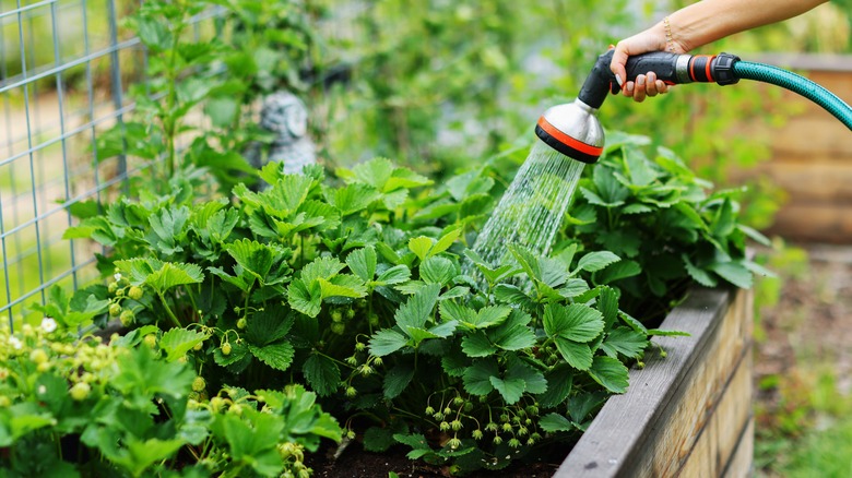 A gardener watering a strawberry plant.