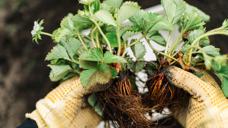 A gardener with gloved hands holding a strawberry plant above ground.