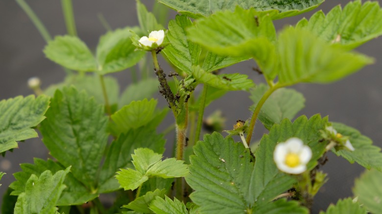 A strawberry plant infested with ants and aphids.