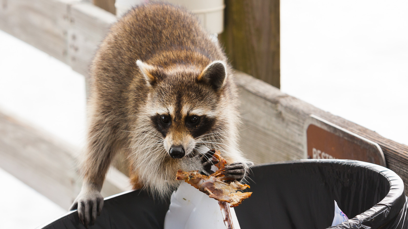 Does Ammonia Repel Raccoons From Your Trashcan?