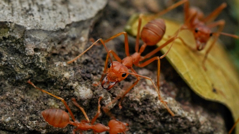 Red fire ants