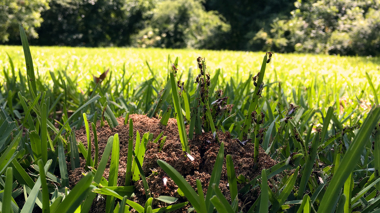 Ants climbing grass