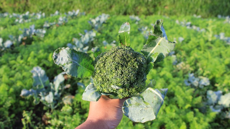 Harvesting broccoli