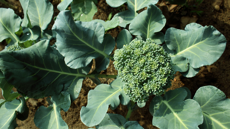 Broccoli plants in the sun