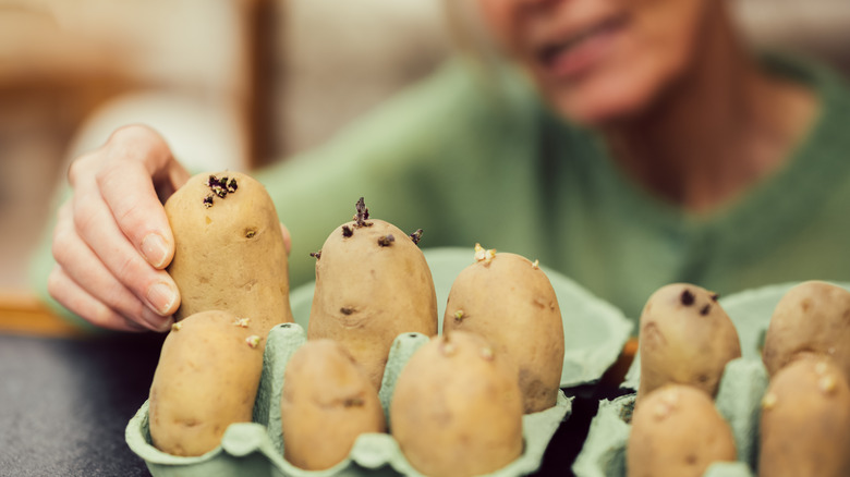 woman checking on sprouted potatoes