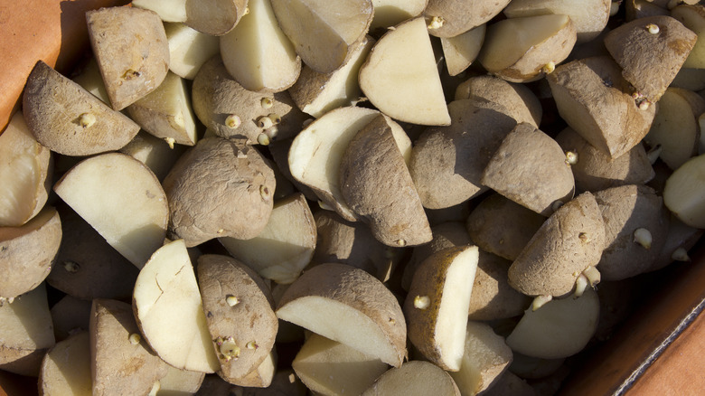 cut seed potatoes