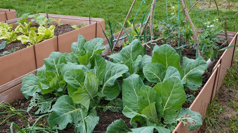 Cabbage, peas and onions