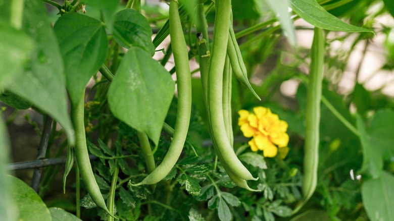 Bush beans and marigold