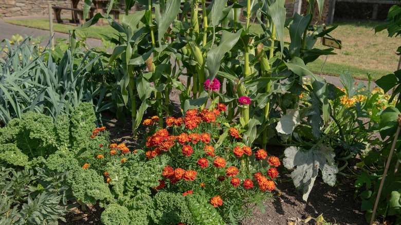 Companion planting in English garden