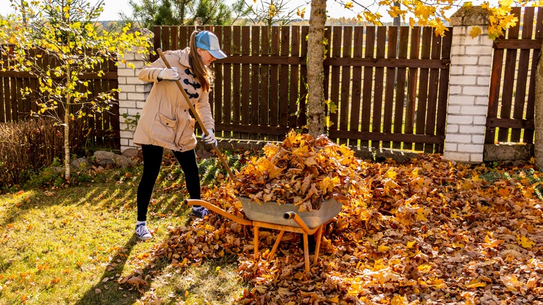 woman raking leaf litter