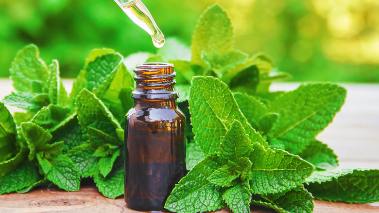 Bottle of pepermint oil with mint leaves