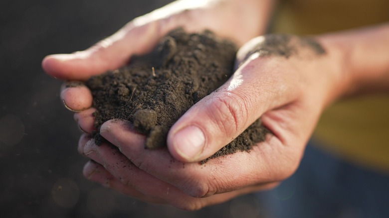 holding dry soil in hands