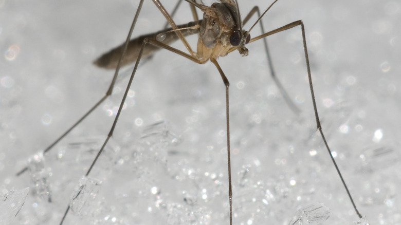 fungus gnat standing on snow