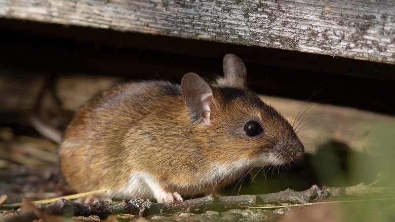 Mouse under wood post