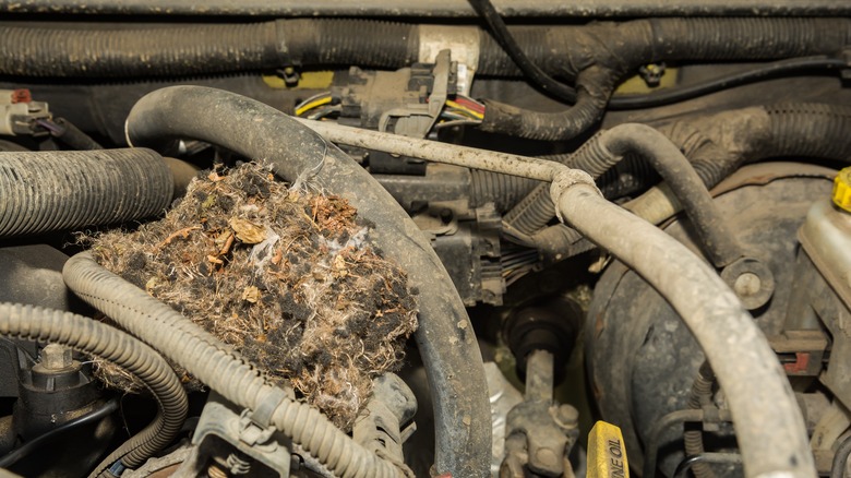 Deer mouse nest in car