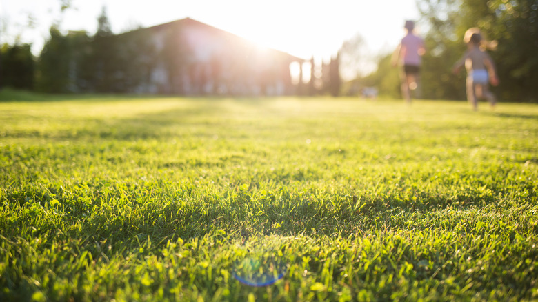 kids on sunny lawn