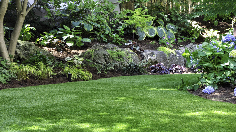 shaded lawn