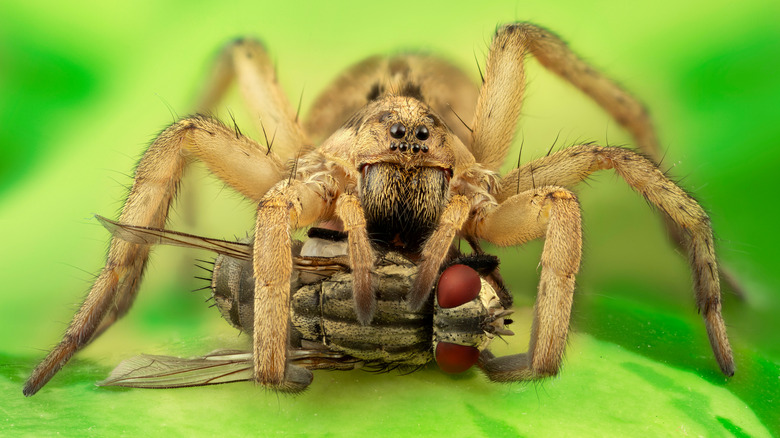 wolf spider eating a fly