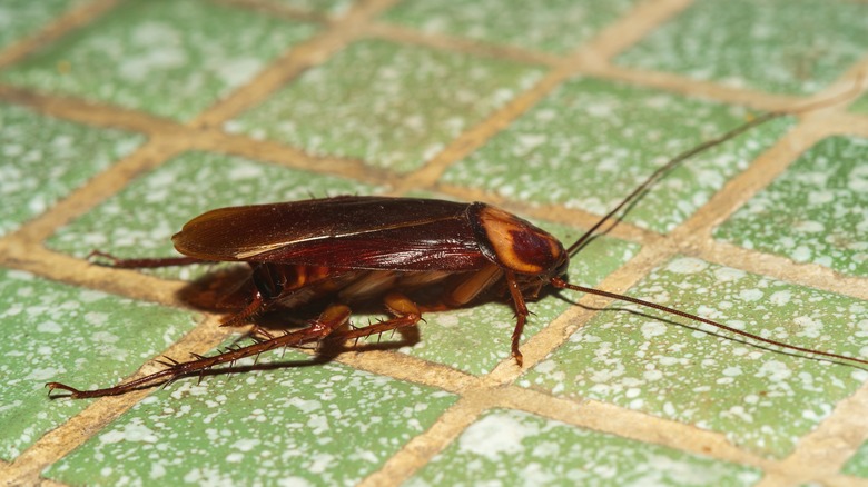 cockroach on green tile