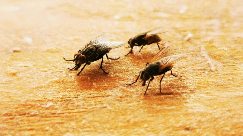 Flies on wood