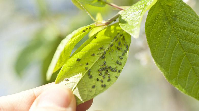 Plant infested with aphids 