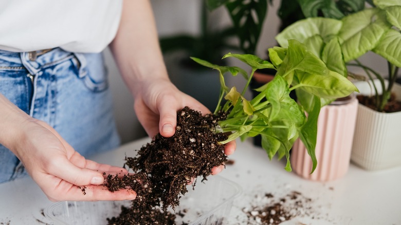 Holding plant with root issues