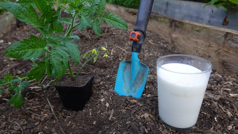 A glass of milk is placed by a plant outside