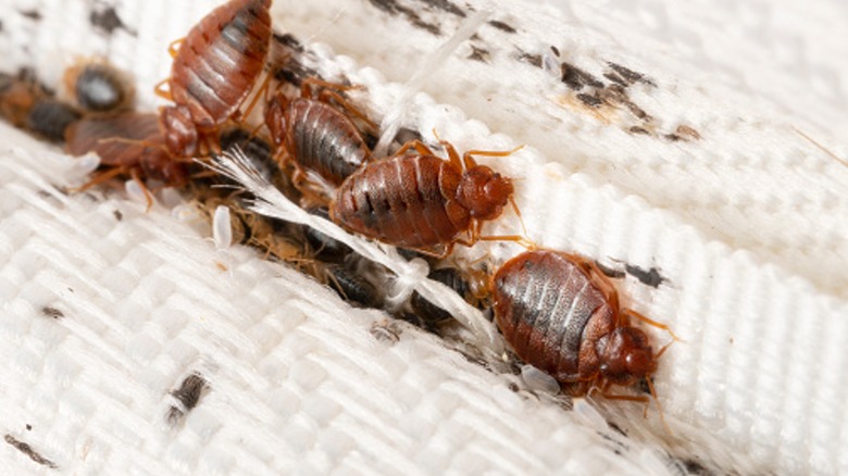 Bed bugs on mattress fold