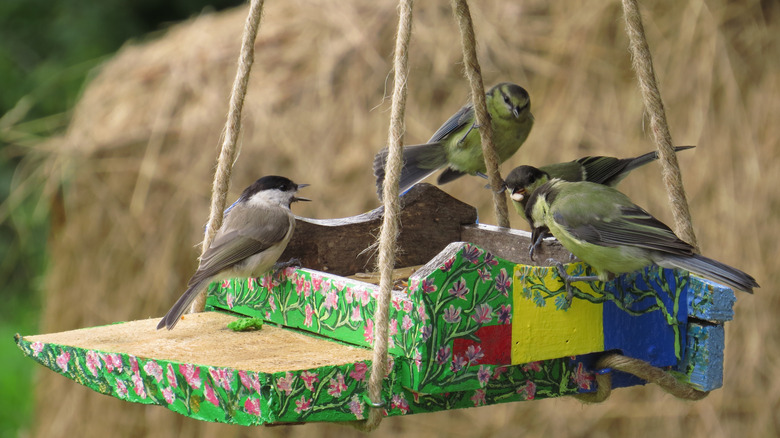 Four birds on painted bird feeder