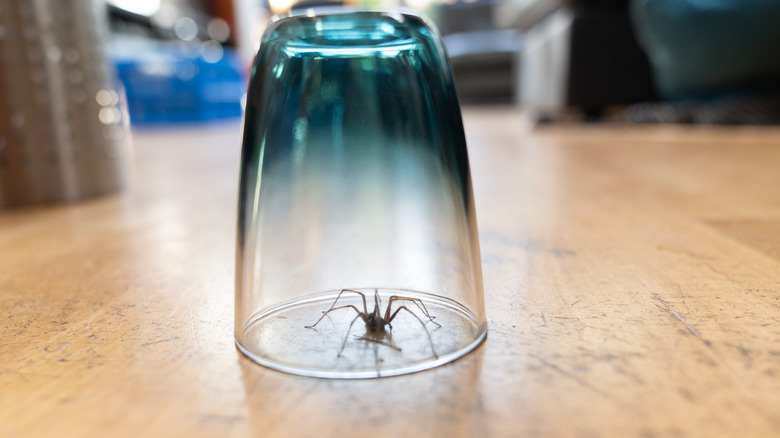 spider trapped in a glass 