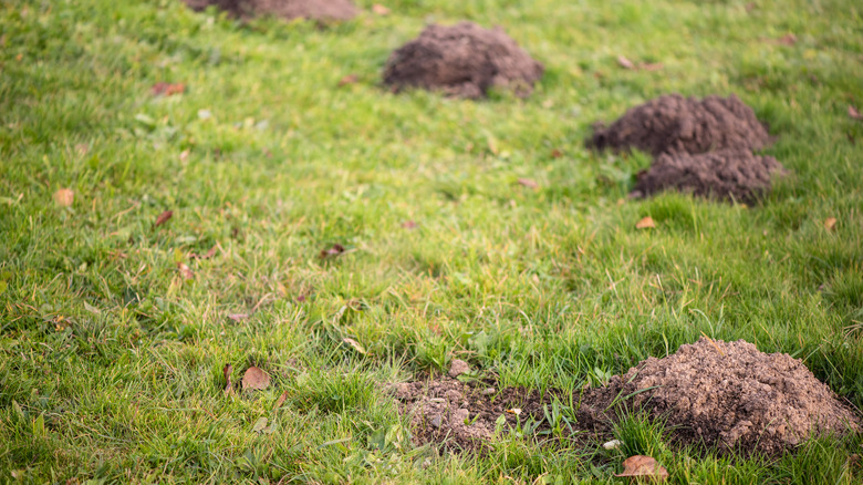 Lawn showing mole damage