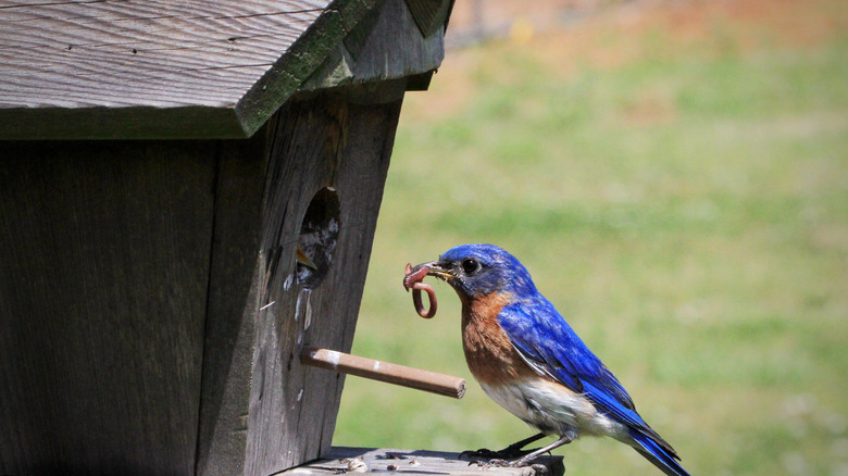 Bluebird feeding baby in birdhouse