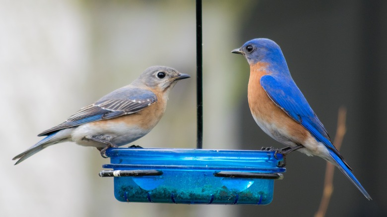 Bluebirds on blue feeder