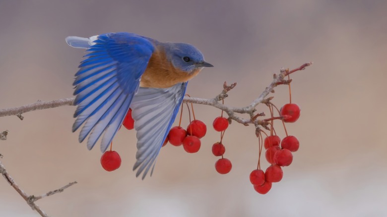 Bluebird and wild red berries