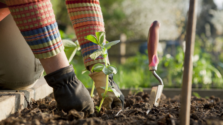 Person planting vegetable garden