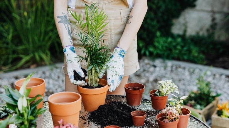 Person repotting houseplants