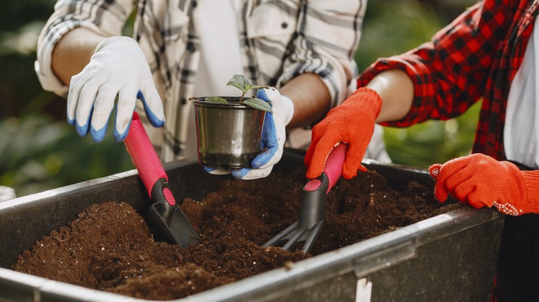 People digging in soil container