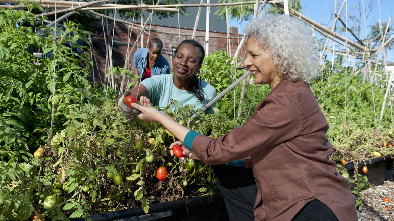 Women harvesting tomatoes