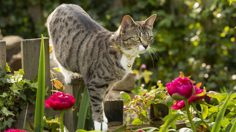 Cat walking through garden 