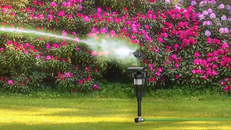  Motion-sensored sprinkler near flowers