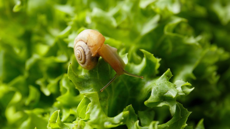 snail on lettuce leaves